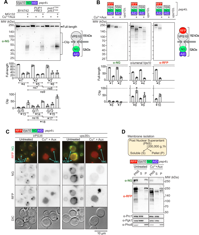 Fig. 2: K48-ubiquitination induces shearing of Vps10 into fragments for degradation by the vacuole and proteasome.