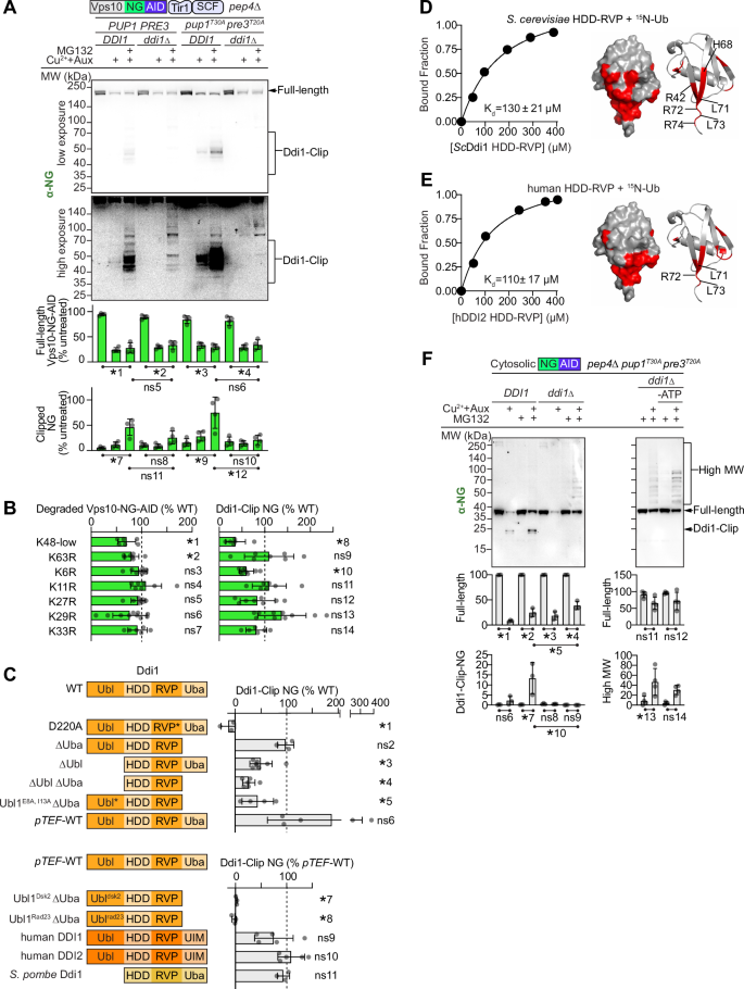 Fig. 3: K48-polyubiquitinated Vps10 is cleaved by Ddi1.