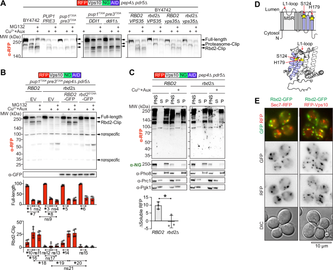 Fig. 4: K48-polyubiquitinated Vps10 is also cleaved by Rbd2.