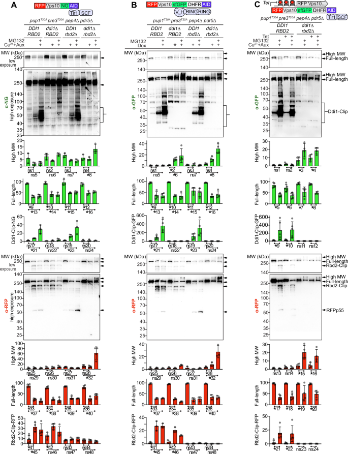 Fig. 5: Parallel processing of K48-polyubiquitinated Vps10 by Ddi1, Rbd2, and the proteasome.