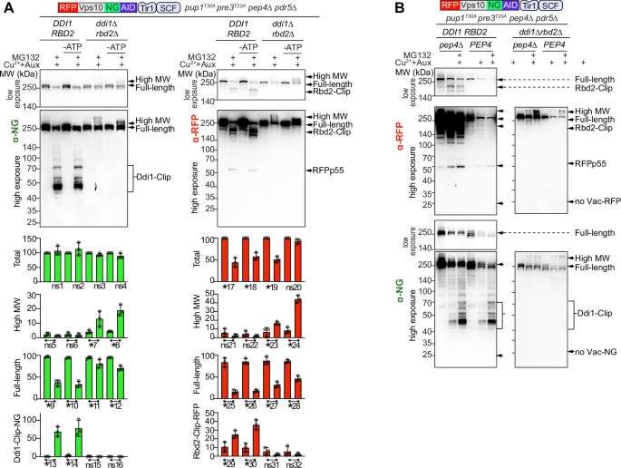 Fig. 6: Ddi1, Rbd2, and proteasome initiate degradation of all K48-polyubiquitinated Vps10, with vacuolar proteases acting downstream.
