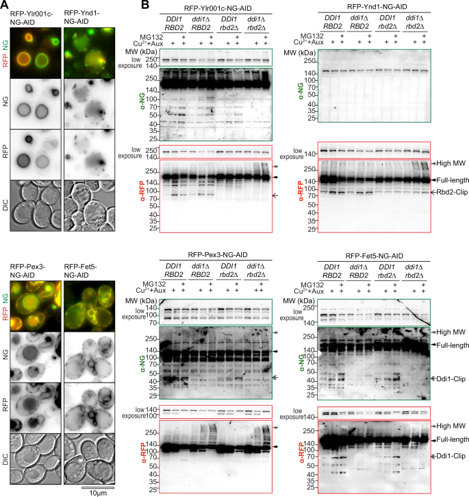 Fig. 8: Rbd2- and Ddi1-dependent proteolysis of other membrane proteins in the endocytic/secretory pathway.