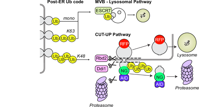 Fig. 9: Model for Ub-dependent degradation of post-ER membrane proteins.