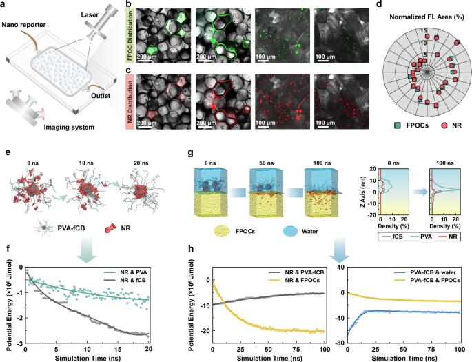 Fig. 6: High sensitivity of the nano reporter demonstrated with microfluidic experiments and molecular dynamics simulations.