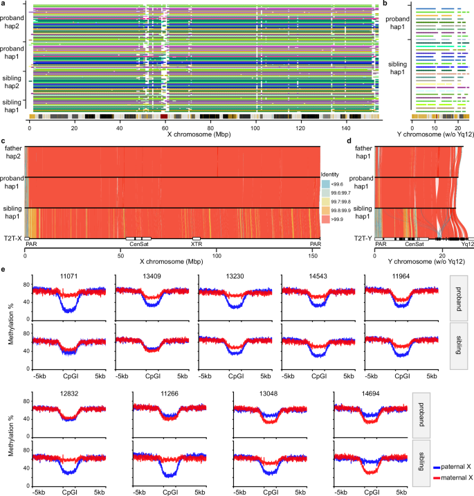 Fig. 3: Sex chromosome assembly, transmission and X chromosome inactivation skewing.