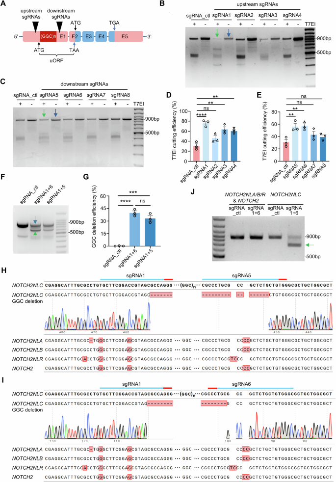 Fig. 1: CRISPR/Cas9-based gene-editing efficiently and specifically targeted NOTCH2NLC GGC repeats in HEK293 cells.