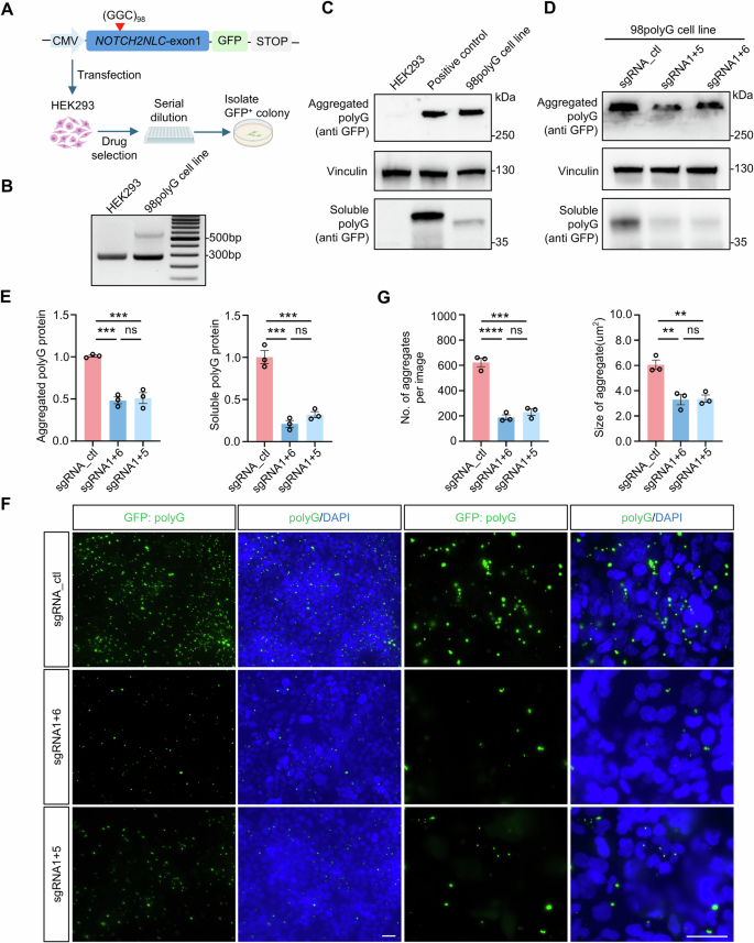 Fig. 2: Gene-editing of expanded GGC repeats significantly reduced polyG levels in NOTCH2NLC-98GGC stable cell line.