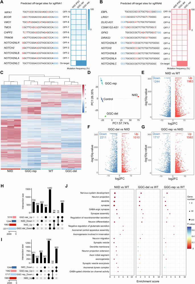 Fig. 3: Gene-editing of expanded GGC repeats reversed molecular changes in patient-derived cell model.