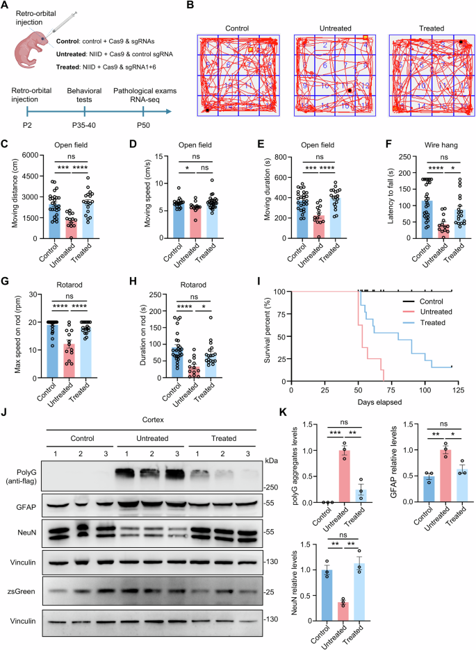 Fig. 5: Systematic gene-editing of expanded GGC repeats ameliorated behavioral and pathological phenotypes in transgenic NIID mouse model.