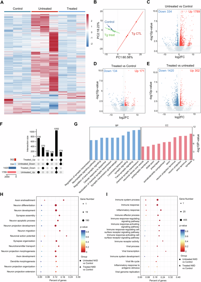 Fig. 6: Gene-editing of expanded GGC repeats alleviated disease-related transcriptomic alterations in transgenic NIID mouse model.