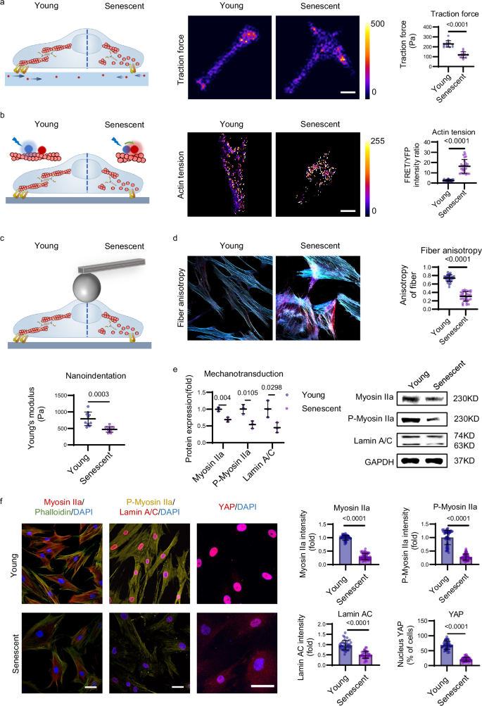 Fig. 1: Age-associated decline in cellular mechanics and mechanotransduction within senescent stem cells.