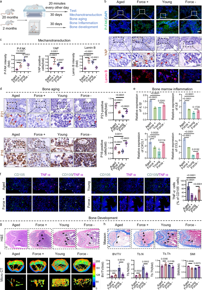 Fig. 4: Mechanical stimulation modulates bone aging, inflammation, and remodeling in vivo.