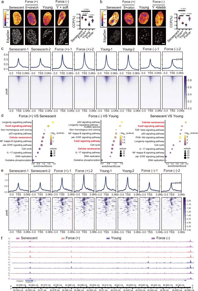 Fig. 5: Intracellular traction forces modulate chromatin accessibility at the FOXO1 locus.