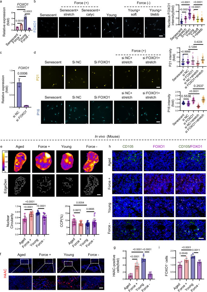 Fig. 6: Intracellular traction forces mediate cellular rejuvenation through FOXO1.