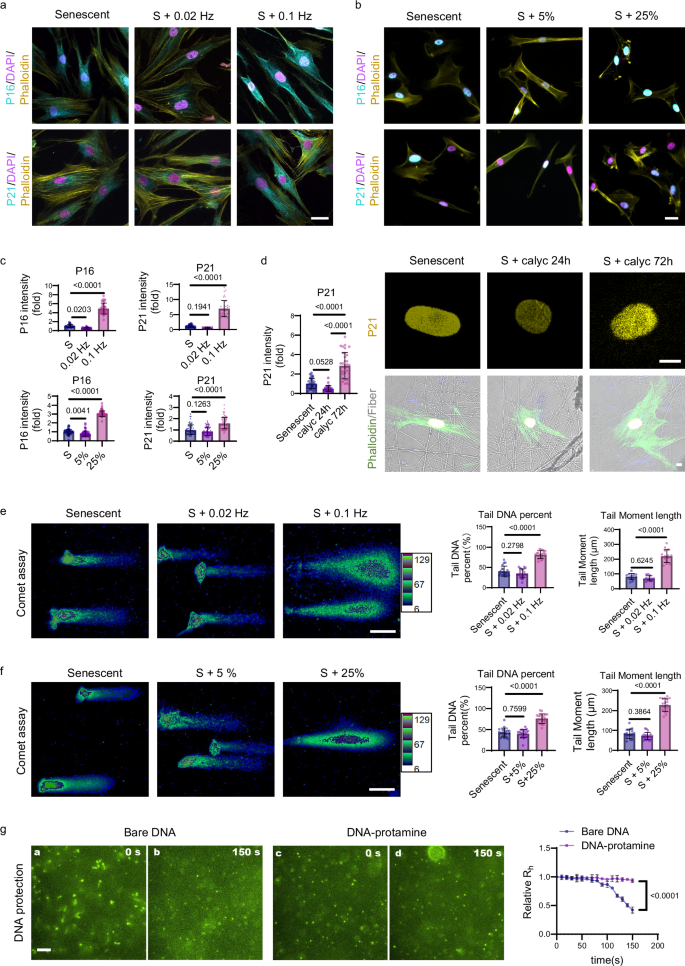 Fig. 7: Excessive force accelerates cell senescence by inducing DNA damage.