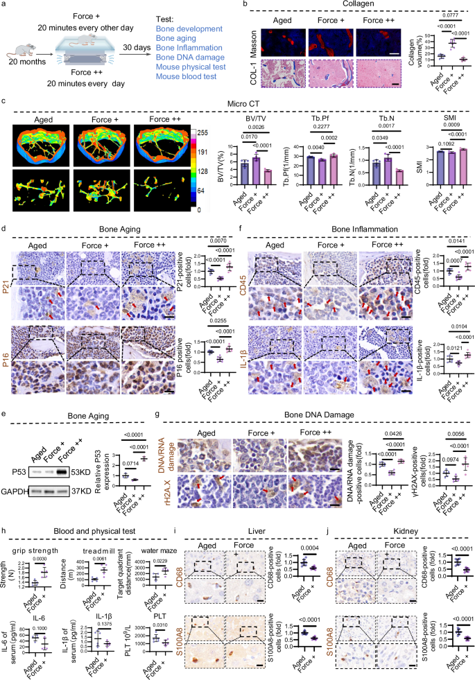 Fig. 8: Precisely controlled mechanical stimulation promotes bone recovery and alleviates systemic inflammation in aging mice.