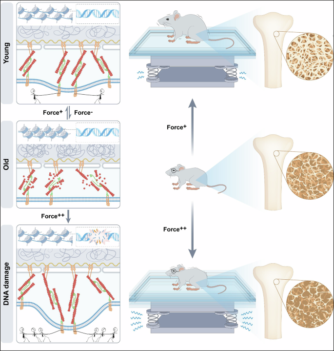 Fig. 9: Proposed model illustrating the interplay between cellular traction force and cellular senescence.