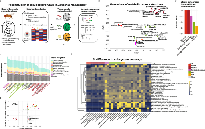 Fig. 1: Reconstruction of 32 tissue-specific genome-scale metabolic models (GEMs) in Drosophila melanogaster.
