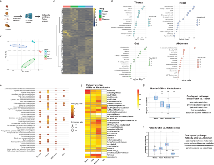 Fig. 2: Validation of tissue-specific GEMs through regional metabolomics and pathway analysis.