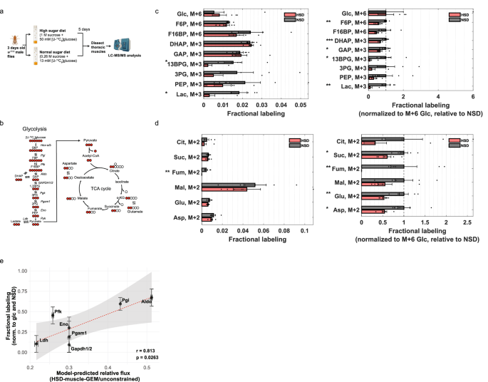 Fig. 4: Model-predicted decreases in glycolytic flux, including GAPDH, validated through 13C-glucose tracing.