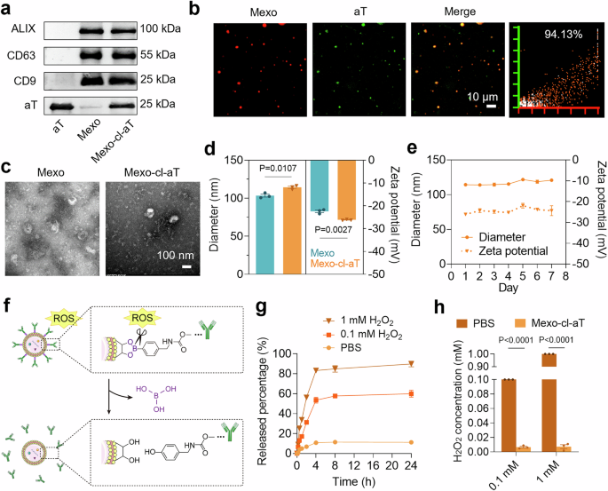 Fig. 3: Characterization of Mexo-cl-aT.