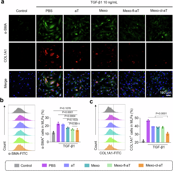 Fig. 4: Anti-fibrotic effects of Mexo-cl-aT in vitro.