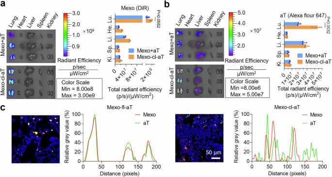 Fig. 6: Imaging of biodistribution and controlled release of Mexo-cl-aT.