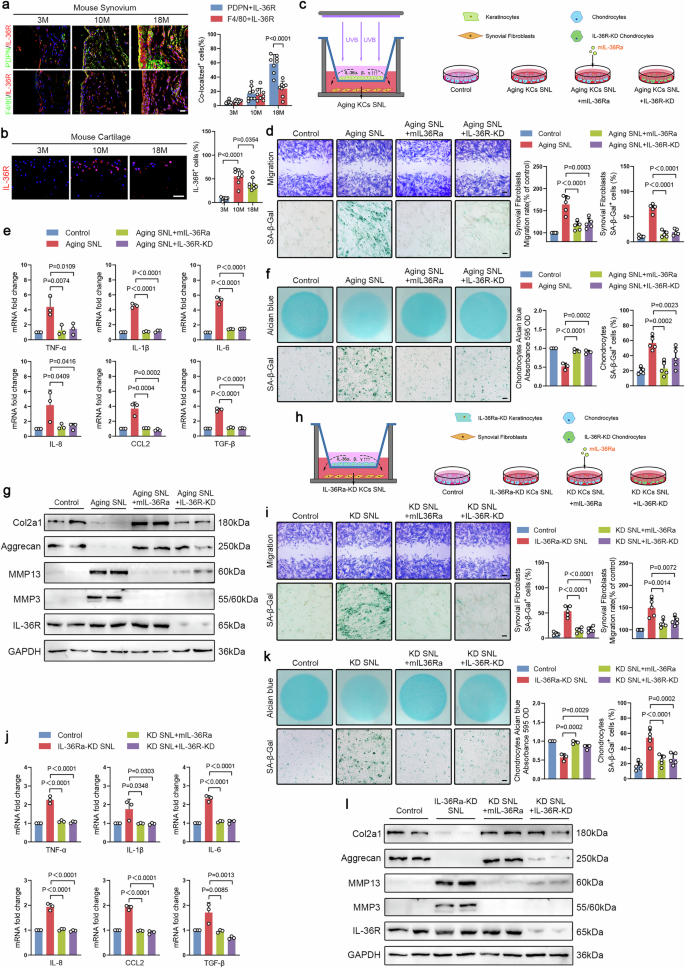 Fig. 5: IL-36 agonizts from keratinocytes induce chondrocyte catabolism and inflammation in synovial fibroblasts.