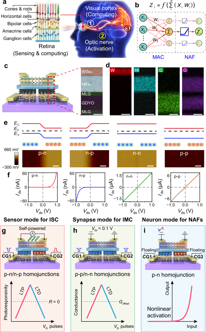 Fig. 1: Mechanism of the MM-SFGM with reconfigurable functionalities.