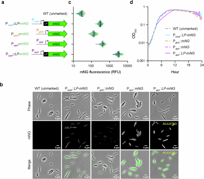 Fig. 1: Optimization of constitutive mNeonGreen reporters.
