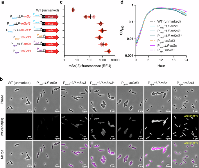 Fig. 2: Optimization of constitutive mScarlet(I3) reporters.