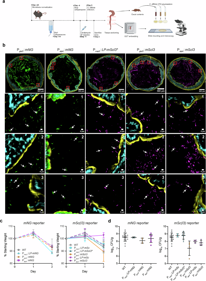 Fig. 3: Validation of mNeonGreen and mScarlet(I3) reporters in vivo.
