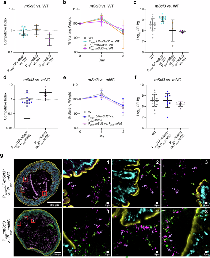 Fig. 4: Relative fitness of mNeonGreen and mScarletI3 reporter strains in vivo.