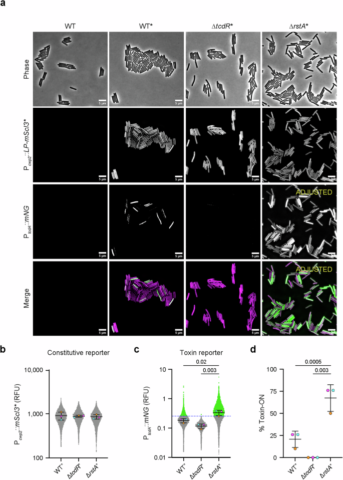 Fig. 5: Toxin gene expression in dual reporter strains during growth in broth culture.