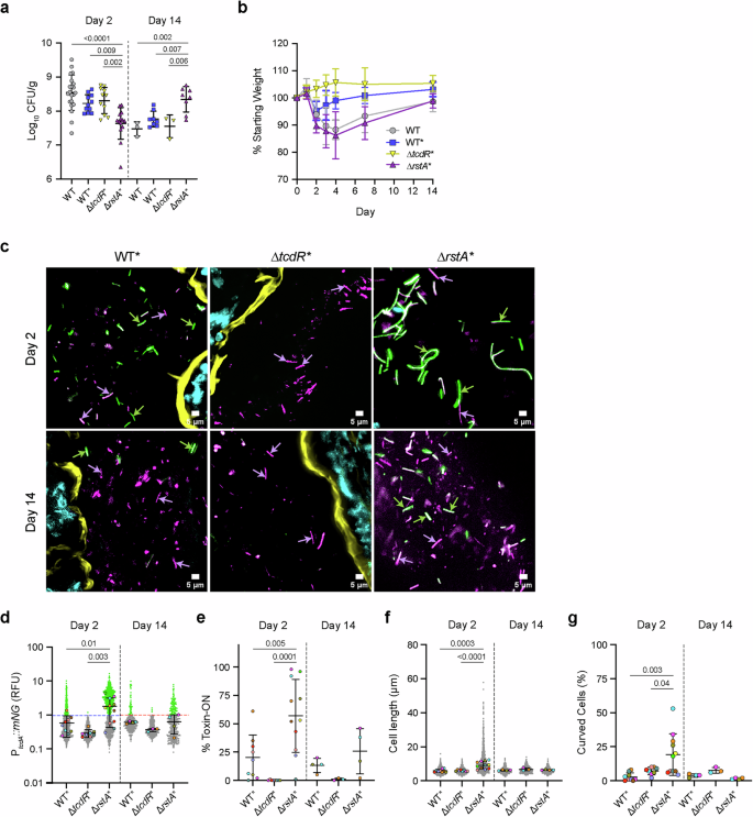 Fig. 6: In situ analyses of phenotypic heterogeneity in toxin gene expression during murine infection reveal that a toxin gene-overexpressing mutant forms filaments during the acute phase of infection.