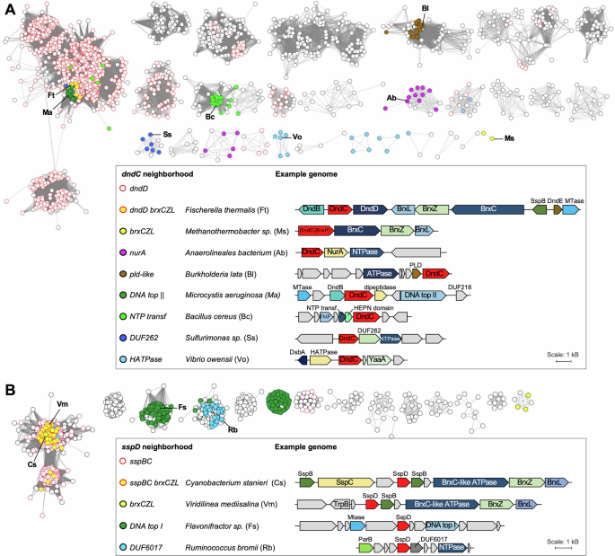 Fig. 2: Gene neighborhoods analyses based on sequence similarity networks (SSNs) of DndC and SspD proteins essential for PT synthesis.