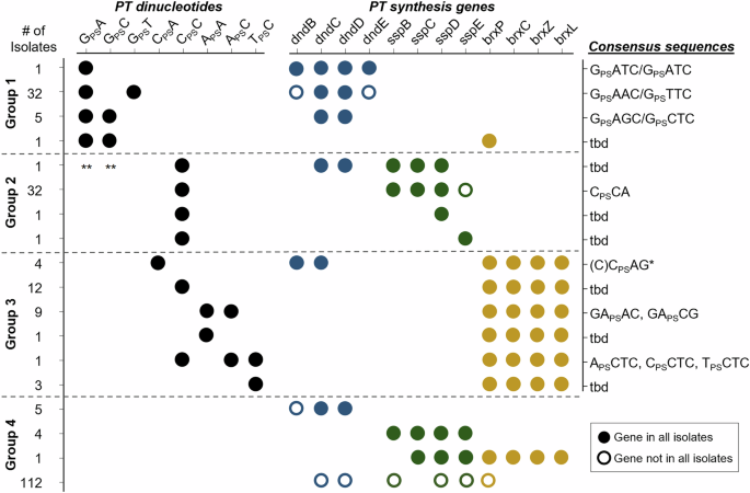 Fig. 5: PT dinucleotides and PT consensus sequences in human gut microbiome isolates.