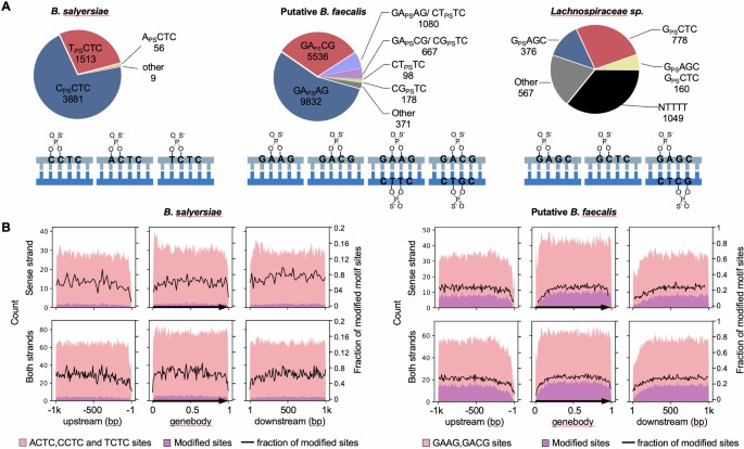 Fig. 6: Biogeographical maps of PTs in bacteria with BREX type 4 systems.