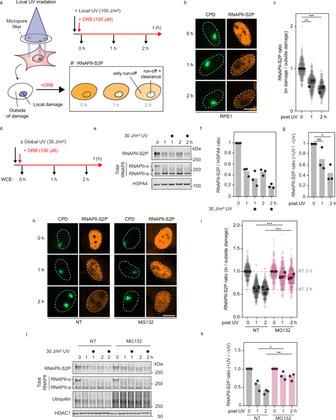 Fig. 1: Experimental approach to measure local and global DRB run-off of elongating RNAPII.
