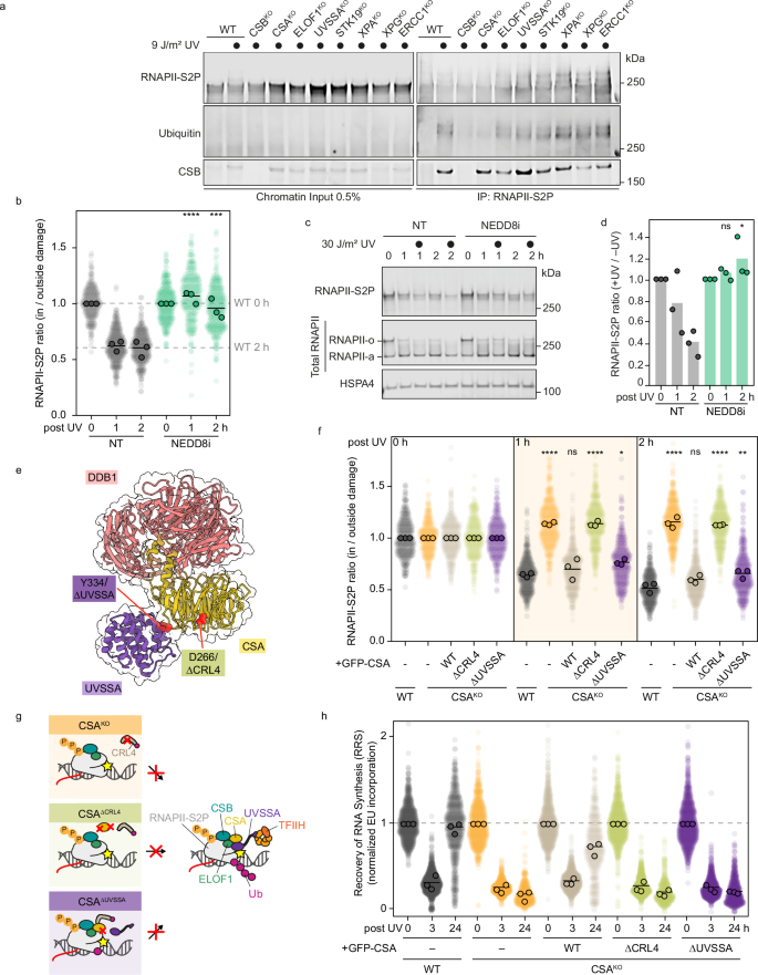 Fig. 3: Ubiquitylation of damage-stalled RNAPII is required for its clearance.