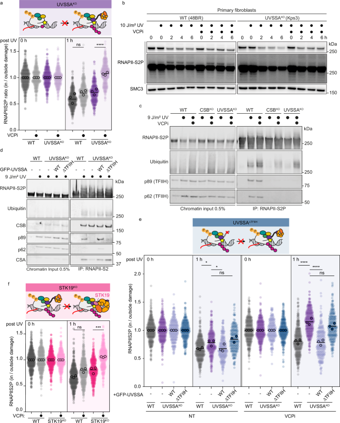 Fig. 4: Under-ubiquitylated RNAPII is cleared by the VCP segregase in the absence of TFIIH in the TCR complex.