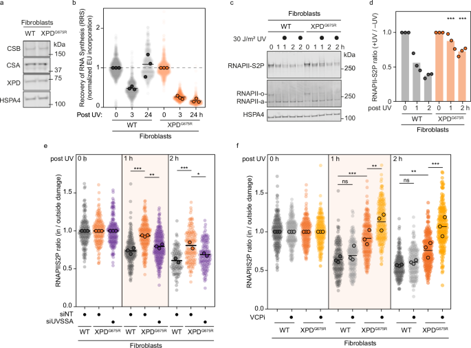 Fig. 5: Helicase-dead XPD impairs RNAPII clearance and necessitates VCP-dependent clearance in fibroblasts.