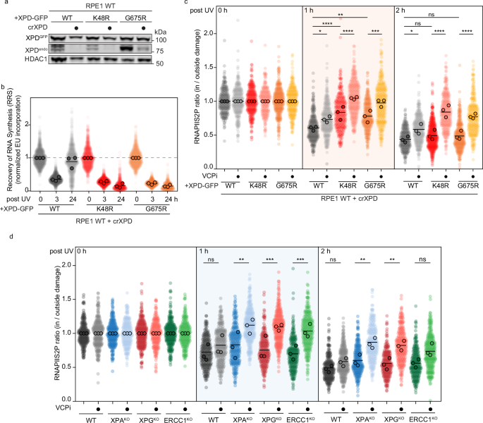 Fig. 6: XPD helicase activity drives RNAPII clearance during proficient TCR.