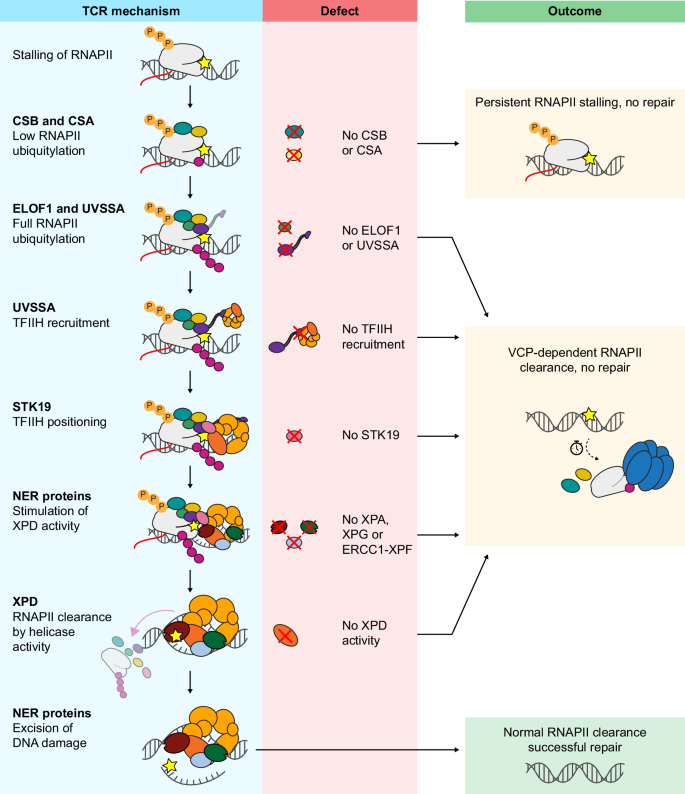 Fig. 7: Overview of the TCR mechanism, possible defects, and resulting outcomes.