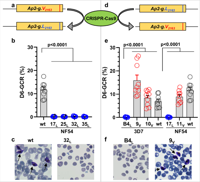 Fig. 2: Forward and reverse editing confirms AP2-G.L causes loss of sexual conversion.