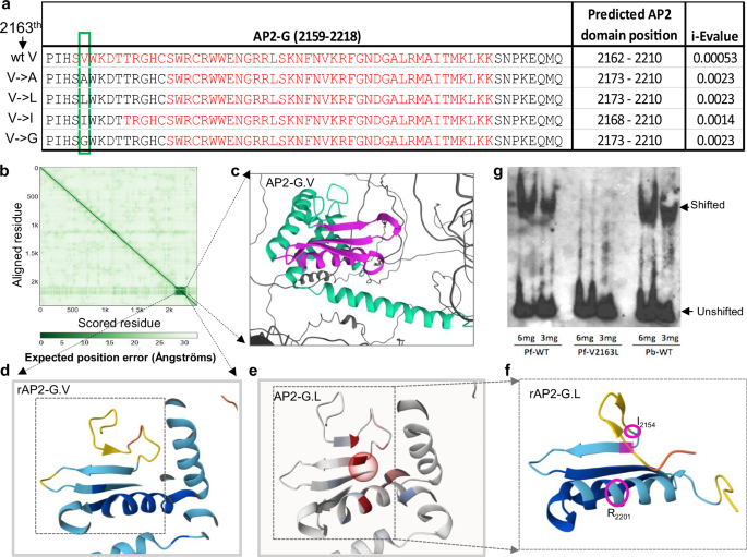 Fig. 3: AP2-G.L DNA binding is disrupted.