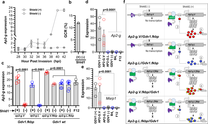 Fig. 4: Engineered inducible gdv1 and ap2-g lines demonstrate that both ap2-g.V and.L expression is GDV1 regulated.