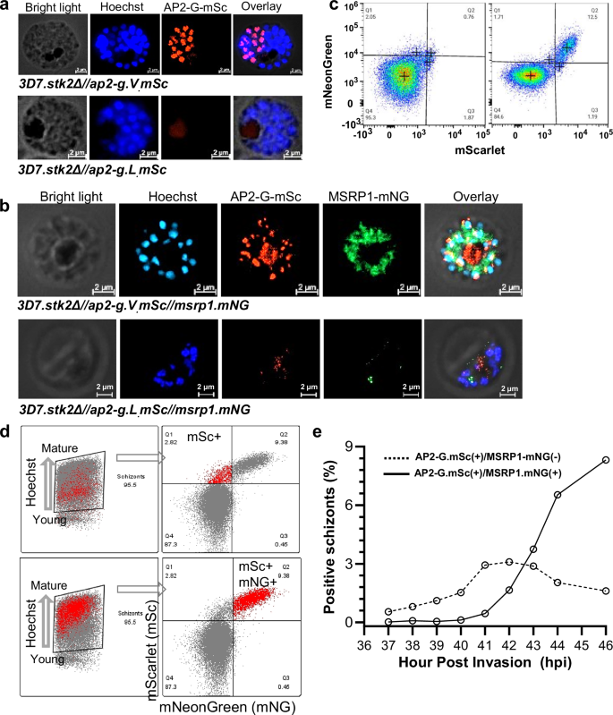 Fig. 6: Live imaging demonstrates the timing of AP2-G.V dependent autoregulation and MSRP1 gene expression.