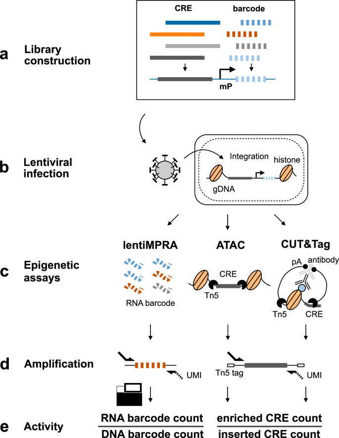 Fig. 1: e2MPRA overview.