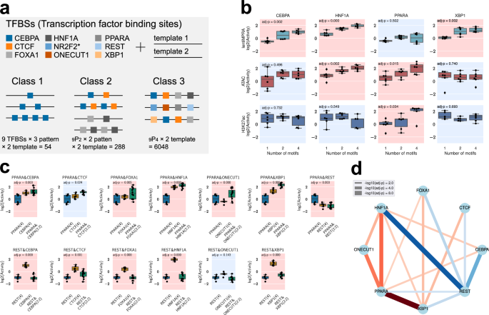 Fig. 3: Synthetic cCRE library dissecting TF motif effect on regulatory activity and epigenetic modifications.